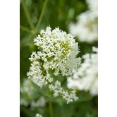 Centranthus Ruber 'Albus'