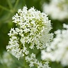 Centranthus Centranthus Ruber 'Albus' Centranthus Centranthus Ruber 'Albus'