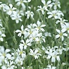 Cerastium Cerastium 'Tomentosum' Cerastium Cerastium 'Tomentosum'