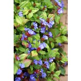 Ceratostigma ''Plumbaginoides''