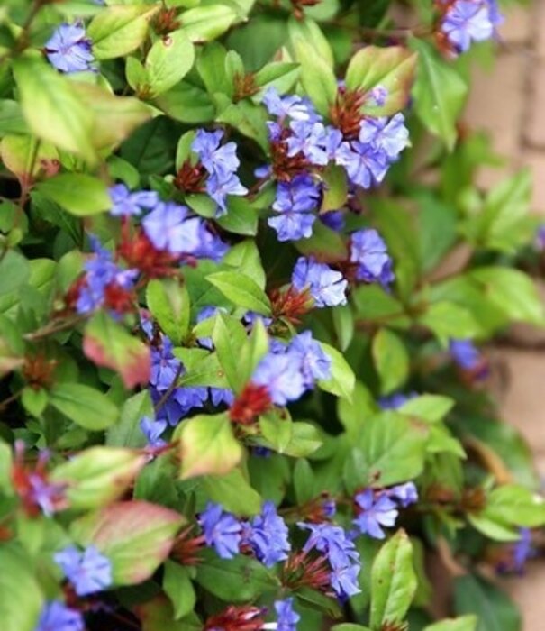 Ceratostigama Ceratostigma  ''Plumbaginoides''