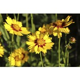 Coreopsis lanceolata 'Sterntaler'