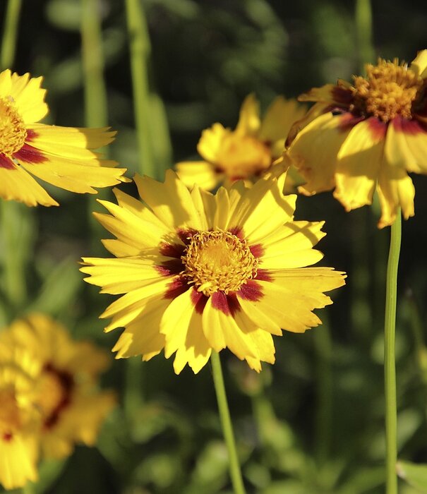 Coreopsis Coreopsis lanceolata 'Sterntaler'