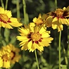 Coreopsis Coreopsis lanceolata 'Sterntaler' Coreopsis Coreopsis lanceolata 'Sterntaler'