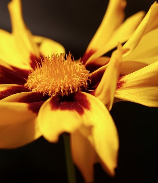 Coreopsis Coreopsis lanceolata 'Sterntaler'