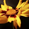 Coreopsis Coreopsis lanceolata 'Sterntaler' Coreopsis Coreopsis lanceolata 'Sterntaler'