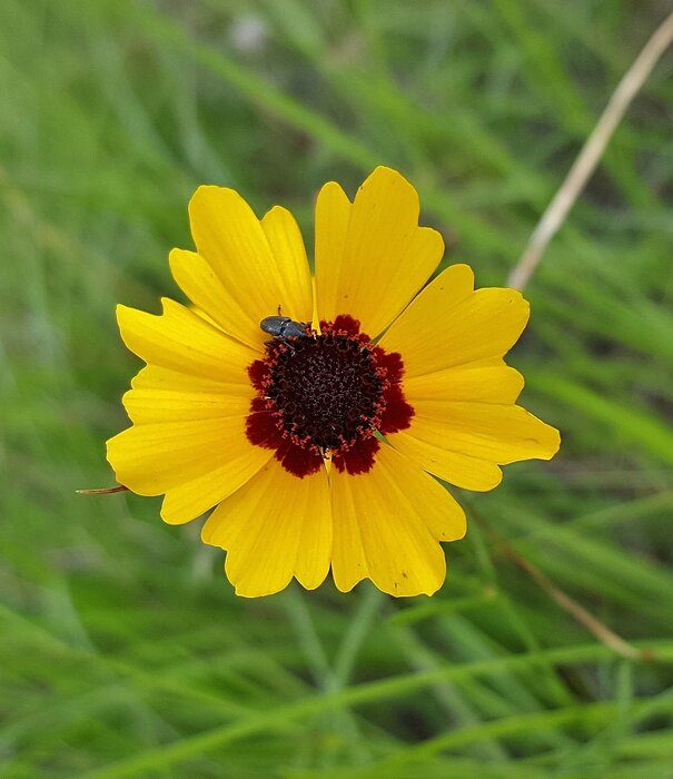 Coreopsis Coreopsis lanceolata 'Sterntaler'