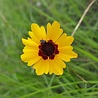 Coreopsis Coreopsis lanceolata 'Sterntaler' Coreopsis Coreopsis lanceolata 'Sterntaler'
