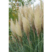 Cortaderia selloana