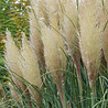 Cortaderia Cortaderia selloana Cortaderia Cortaderia selloana