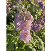 Delphinium (P) 'Astolat'