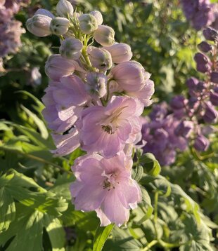 Delphinium (P) 'Astolat'