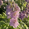 Delphinium Delphinium (P) 'Astolat' Delphinium Delphinium (P) 'Astolat'