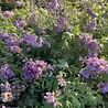 Delphinium Delphinium (P) 'Astolat' Delphinium Delphinium (P) 'Astolat'