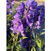 Delphinium (P) 'Black Knight'