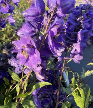 Delphinium (P) 'Black Knight'