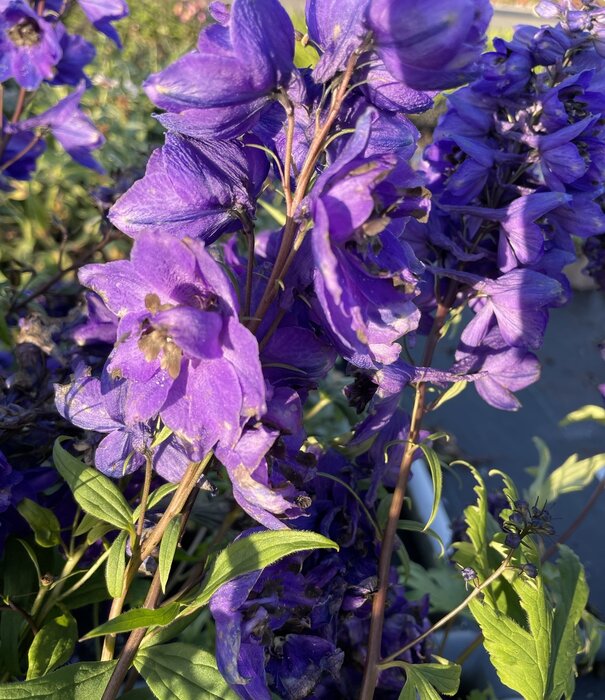 Delphinium Delphinium (P) 'Black Knight'