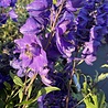 Delphinium Delphinium (P) 'Black Knight' Delphinium Delphinium (P) 'Black Knight'