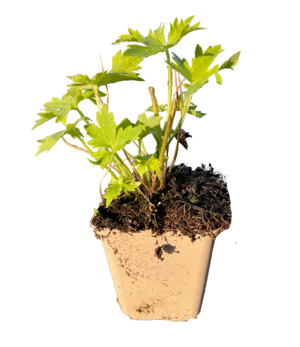 Delphinium Delphinium (P) 'Black Knight'