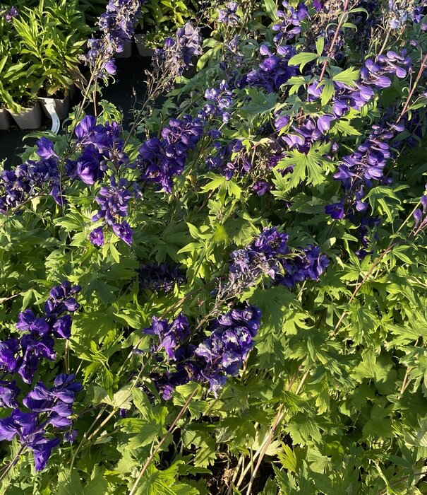 Delphinium Delphinium (P) 'Black Knight'