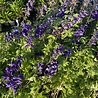 Delphinium Delphinium (P) 'Black Knight' Delphinium Delphinium (P) 'Black Knight'
