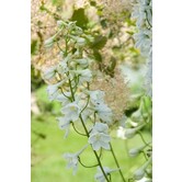 Delphinium (B) 'Casa Blanca'