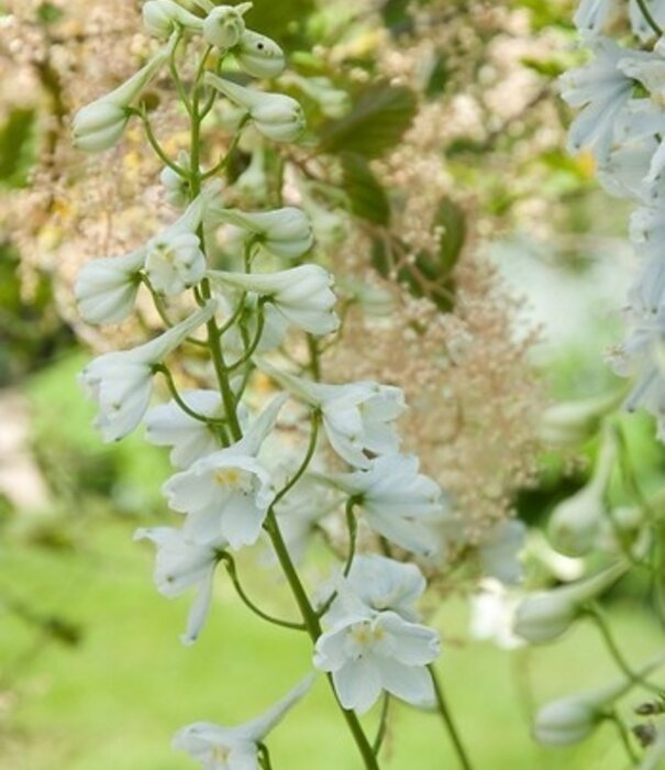 Delphinium Delphinium (B) 'Casa Blanca'