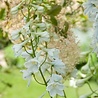 Delphinium Delphinium (B) 'Casa Blanca' Delphinium Delphinium (B) 'Casa Blanca'