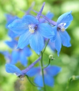 Delphinium (P) 'Summer Skies'