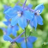 Delphinium Delphinium (P) 'Summer Skies' Delphinium Delphinium (P) 'Summer Skies'