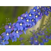 Delphinium (P) 'Blue Bird'