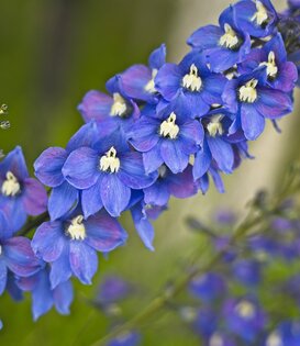 Delphinium (P) 'Blue Bird'