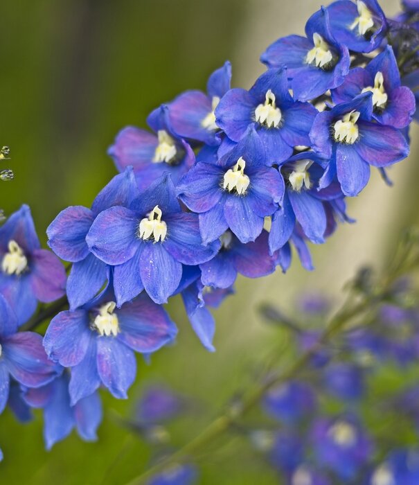 Delphnium Delphinium (P) 'Blue Bird'