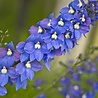Delphnium Delphinium (P) 'Blue Bird' Delphnium Delphinium (P) 'Blue Bird'