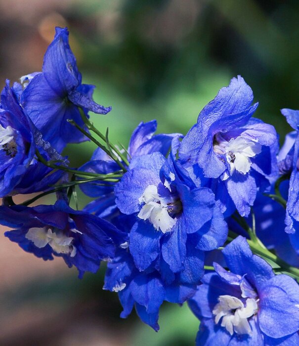 Delphnium Delphinium (P) 'Blue Bird'