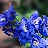 Delphnium Delphinium (P) 'Blue Bird' Delphnium Delphinium (P) 'Blue Bird'