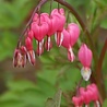 Dicentra Dicentra spectabilis Dicentra Dicentra spectabilis