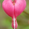 Dicentra Dicentra spectabilis Dicentra Dicentra spectabilis