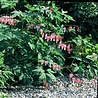 Dicentra Dicentra spectabilis Dicentra Dicentra spectabilis