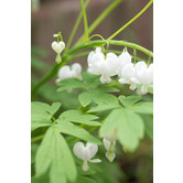 Dicentra spectabilis 'Alba'