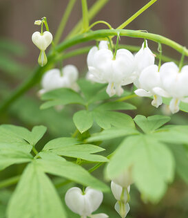 Dicentra spectabilis 'Alba'