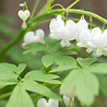 Dicentra Dicentra spectabilis 'Alba' Dicentra Dicentra spectabilis 'Alba'
