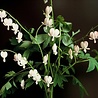 Dicentra Dicentra spectabilis 'Alba' Dicentra Dicentra spectabilis 'Alba'