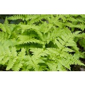 Dryopteris filix-mas