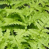 Dryopteris Dryopteris filix-mas Dryopteris Dryopteris filix-mas