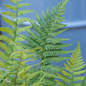 Dryopteris Dryopteris filix-mas Dryopteris Dryopteris filix-mas