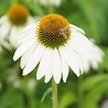 Echinacea Echinacea purpurea 'White Swan' Echinacea Echinacea purpurea 'White Swan'
