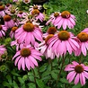 Echinacea Echinacea purpurea Echinacea Echinacea purpurea