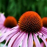 Echinacea Echinacea purpurea Echinacea Echinacea purpurea