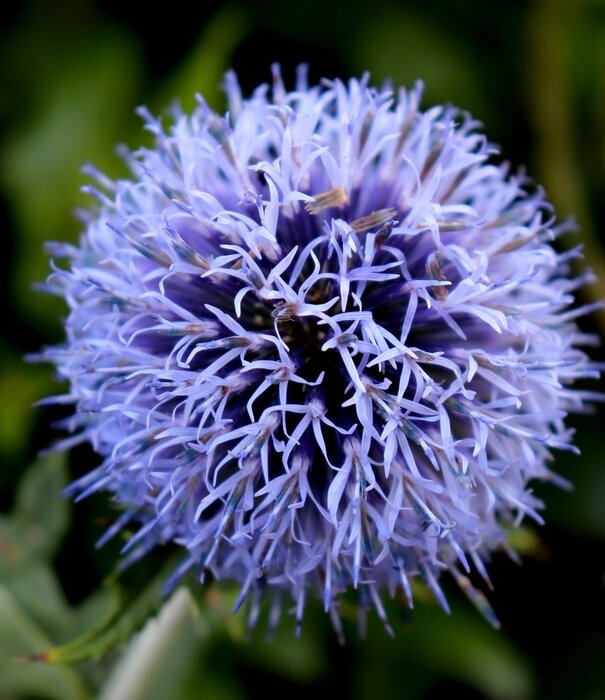 Echinops Echinops bannaticus 'Blue Globe'